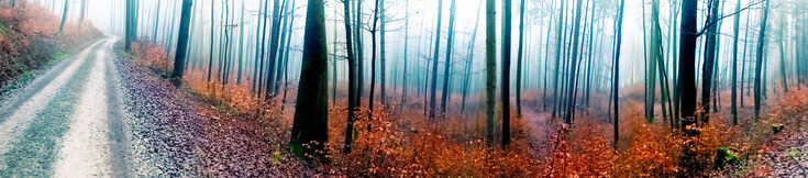 Wald panorama 123701 5
