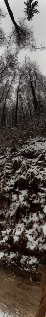 Wald panorama schnee 317 1