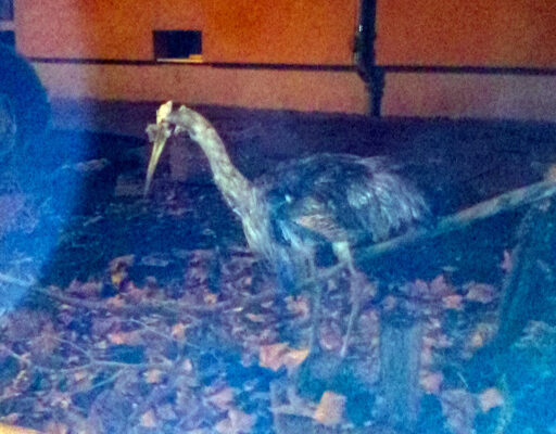 Storch nuernberg nordost 5 9