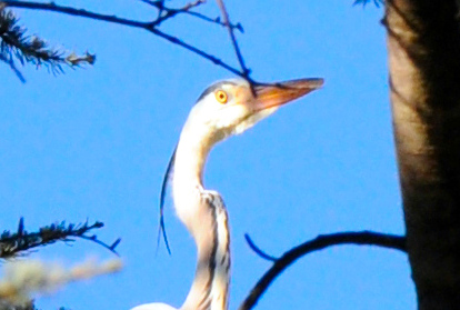 Graureiher nuernberg 2021 99