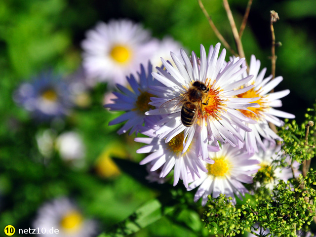 Hainberg natur 1