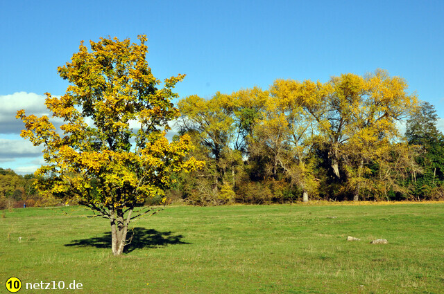 Hainberg natur 5