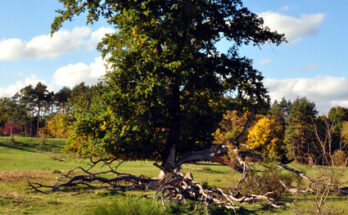 Hainberg natur 6