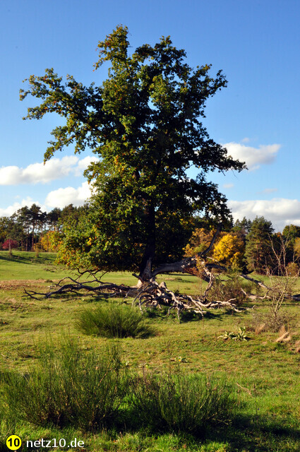 Hainberg natur 6
