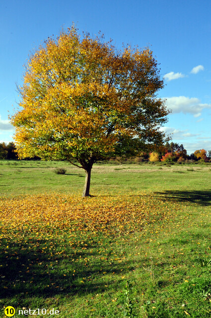 Hainberg natur 7