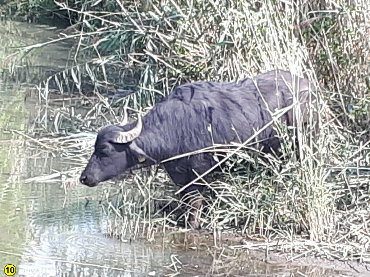 Wasserbüffel nürnberg 33