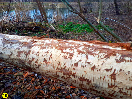 Pegnitztal nuernberg fuerth winter 2026 14