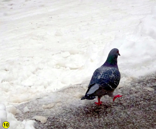 Schnee nuernberg januar 4