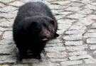 Mink karlsbad eger 2