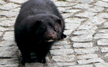 Mink karlsbad eger 2