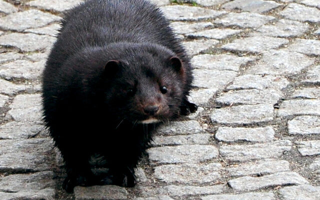 Mink karlsbad eger 2