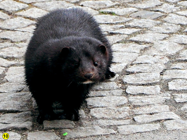 Mink karlsbad eger 2