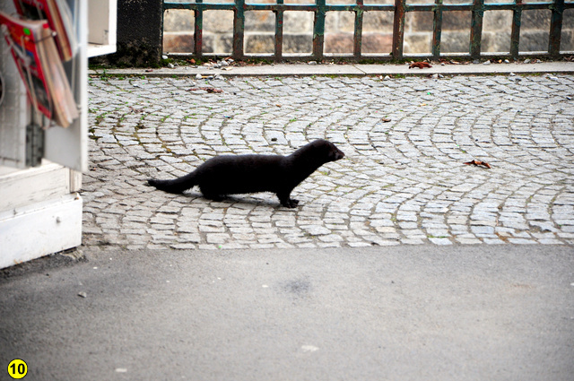 Mink karlsbad eger 3