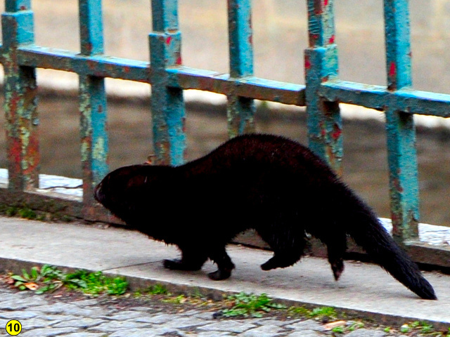 Mink karlsbad eger 4