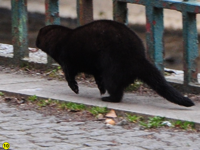 Mink karlsbad eger 5