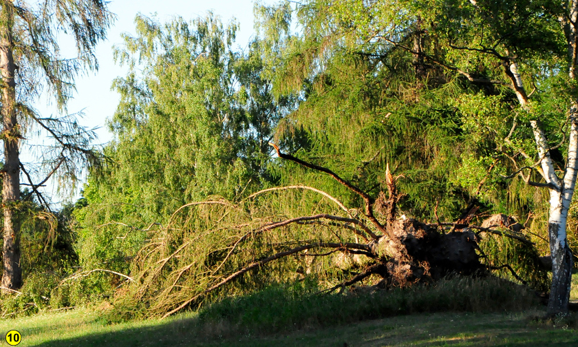 Sturm baumschaeden marienberg 2026 nuernberg 9