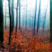 Wald panorama 123701 5
