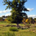 Hainberg natur 6