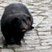 Mink karlsbad eger 2